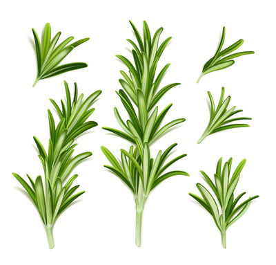 Rosemary