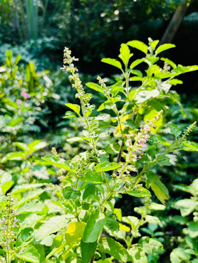Tulsi