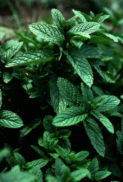 Peppermint