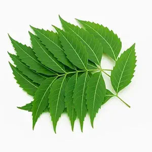 Neem
